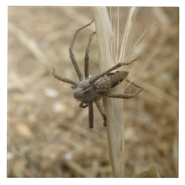Azulejo Araña crujiente (Frente)