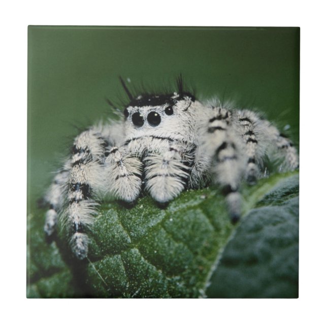 Azulejo Araña Saltarina Metaphid (Frente)