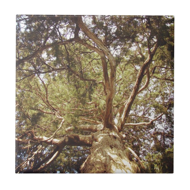 Azulejo Árbol (Frente)