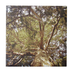 Azulejo Árbol