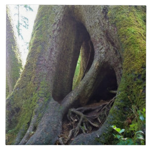 Azulejo Árbol catedral, Astoria, Oregón