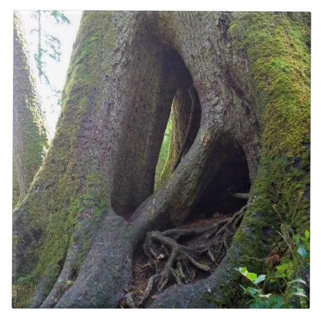 Azulejo Árbol catedral, Astoria, Oregón (Frente)