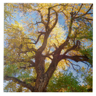 Azulejo Árbol de algodón Parque Nacional Capitol Reef, U