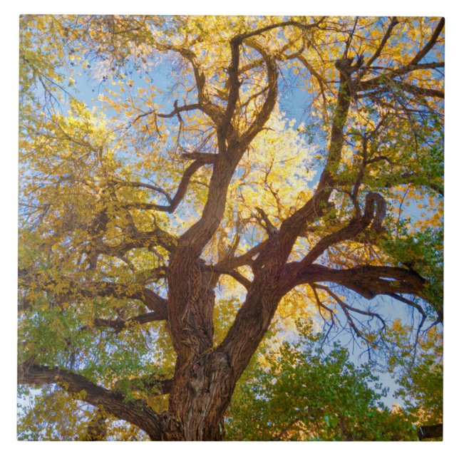 Azulejo Árbol de algodón | Parque Nacional Capitol Reef, U (Frente)
