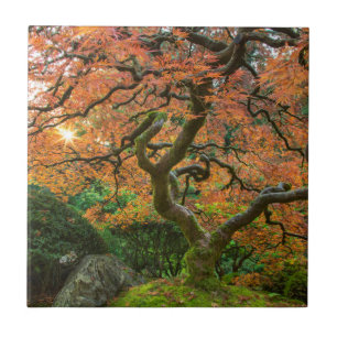 Azulejo Árbol De Arce En Los Jardines Japoneses En Otoño