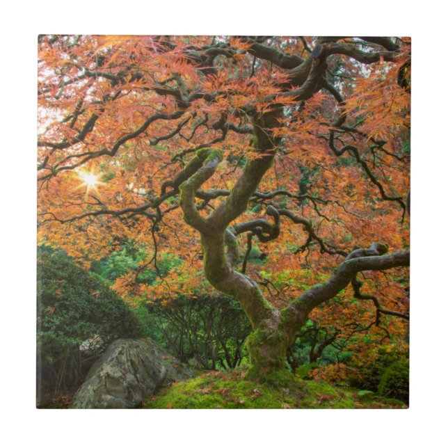 Azulejo Árbol De Arce En Los Jardines Japoneses En Otoño (Frente)