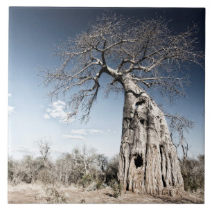Azulejo Árbol de baobab en el Parque Nacional de las Pisc