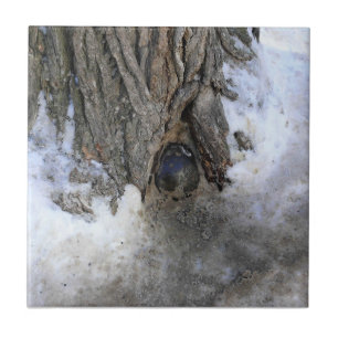 Azulejo Árbol de canonbol, Ciudad Vieja de Quebec, Quebec,