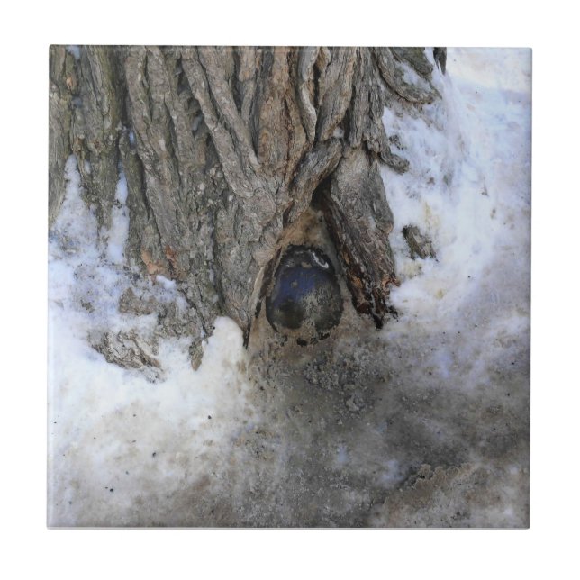 Azulejo Árbol de canonbol, Ciudad Vieja de Quebec, Quebec, (Frente)