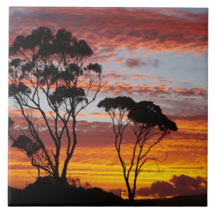 Azulejo Arbol de crema y crema, Binalong Bay, Bay of Fires