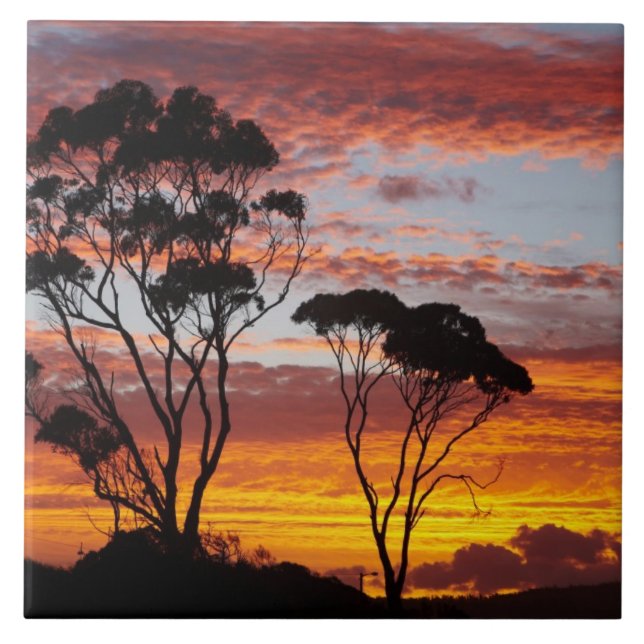 Azulejo Arbol de crema y crema, Binalong Bay, Bay of Fires (Frente)