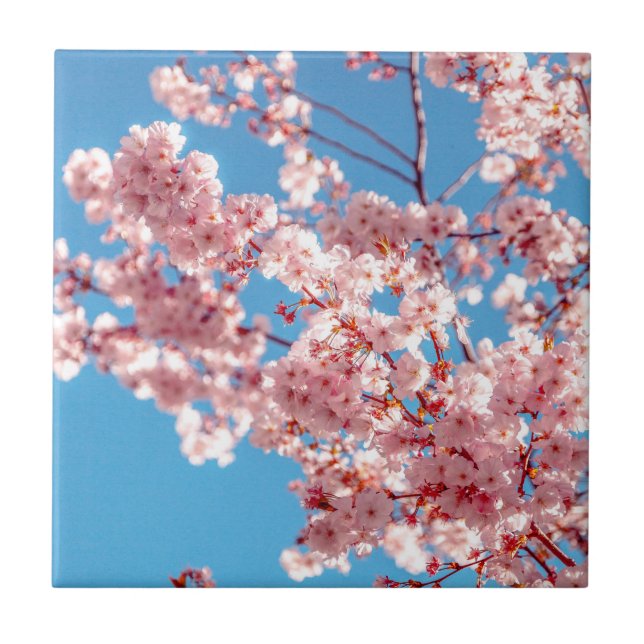 Azulejo Árbol de flor de cerezo Sakura (Frente)