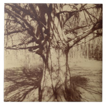 Árbol de haya (por Eugène Atget)