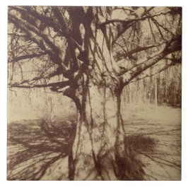 Azulejo Árbol de haya (por Eugène Atget)