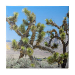 Azulejo Árbol de Joshua en California