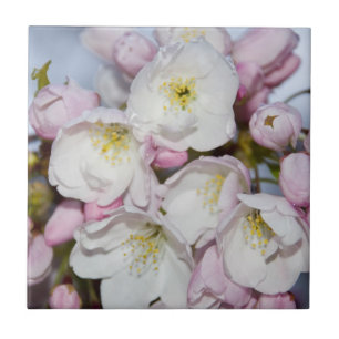 Azulejo Árbol de manzana florece en el cielo azul