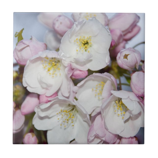 Azulejo Árbol de manzana florece en el cielo azul (Frente)