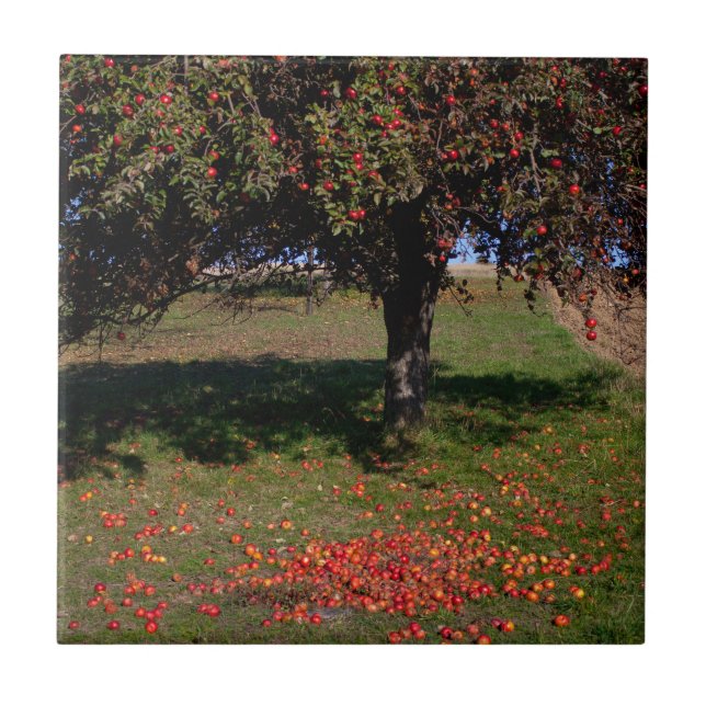 Azulejo Árbol de manzanas antiguo (Frente)