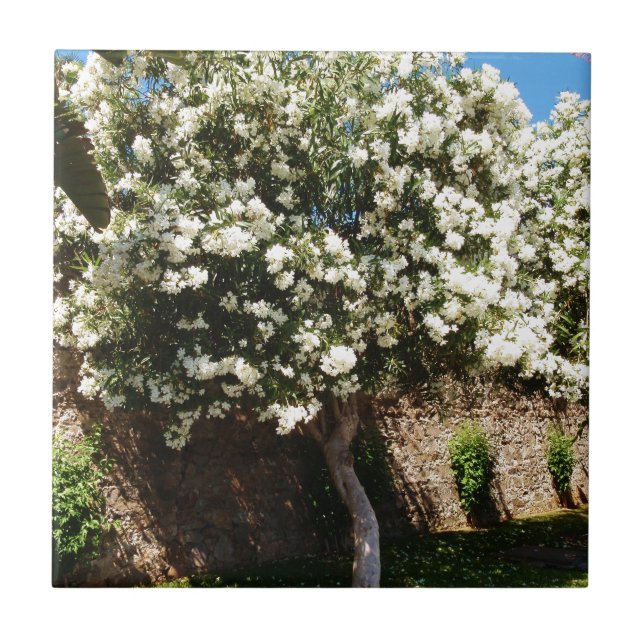 Azulejo Árbol del jazmín en la floración (Frente)