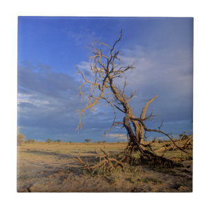 Azulejo Árbol Espina de Camello Muerto (Acacia Erioloba)