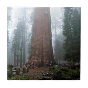 Azulejo Árbol general Sherman, Sequoia, CA