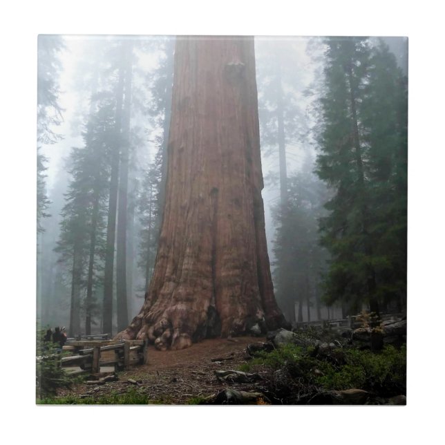 Azulejo Árbol general Sherman, Sequoia, CA (Frente)