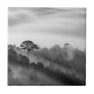 Azulejo Árbol grande en bosque del pino en la niebla