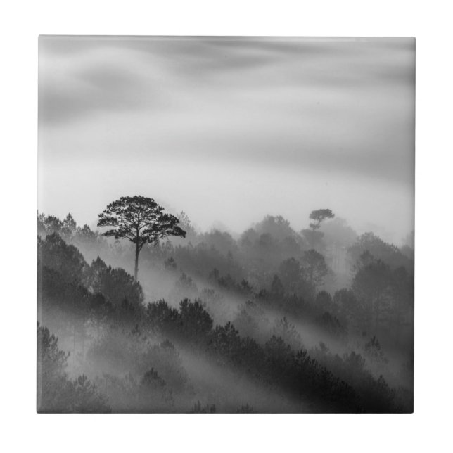 Azulejo Árbol grande en bosque del pino en la niebla (Frente)