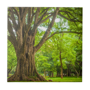 Azulejo Árbol grande en el parque