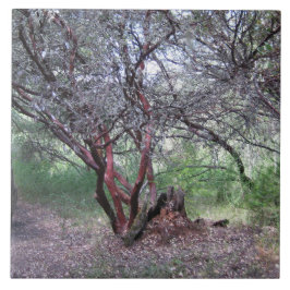 Azulejo Árbol Manzanita