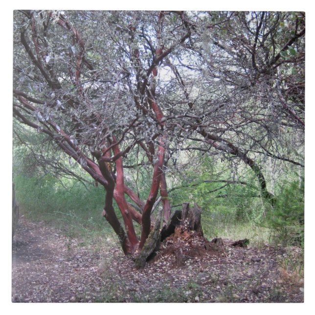 Azulejo Árbol Manzanita (Frente)