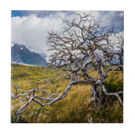 Azulejo Árbol quemado, Torres del Paine, Chile