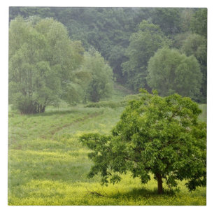 Azulejo Árbol solitario en campo agrícola, Toscana, 2