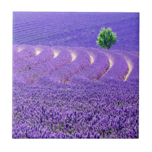 Azulejo Árbol solitario en campo de lavanda, Francia