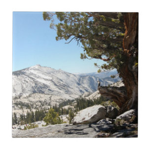 Azulejo Árbol viejo en el parque nacional de Yosemite