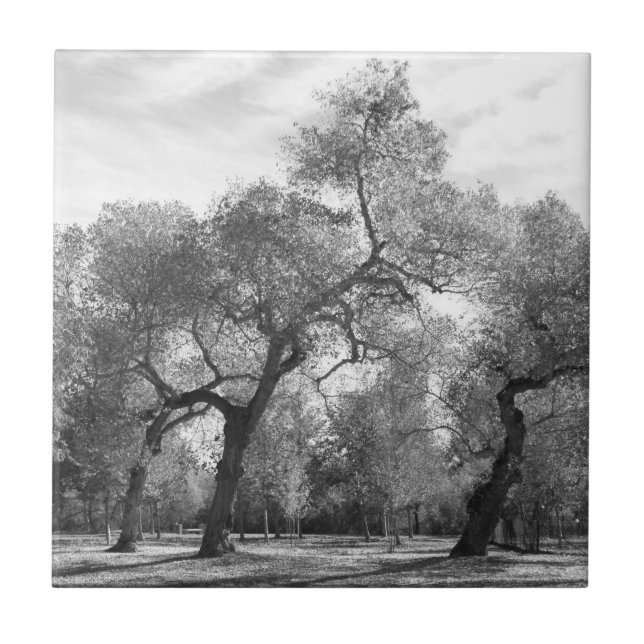 Azulejo Árboles blancos y negros (Frente)