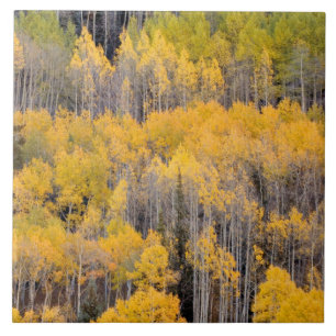 Azulejo Árboles de Aspen Bosque Nacional del Río Blanco