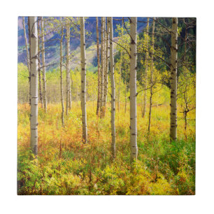 Azulejo Árboles de Aspen en Otoño en las Montañas Rocosas
