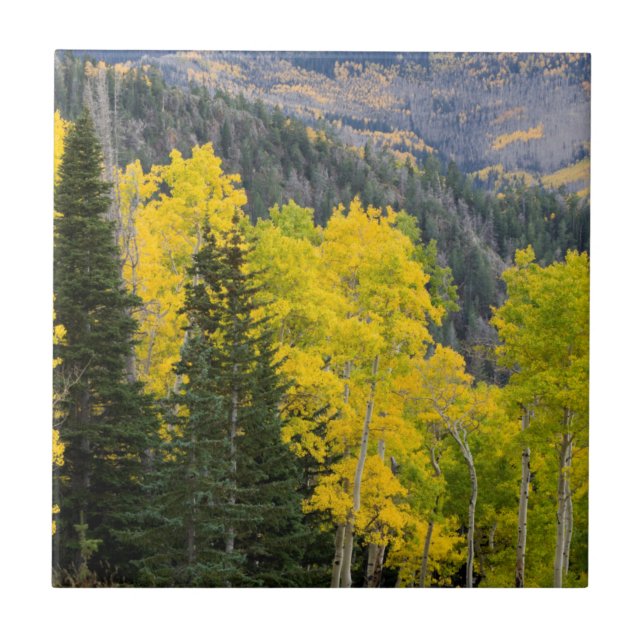 Azulejo Árboles De Aspen (Populus Tremuloides) Y Coníferas (Frente)