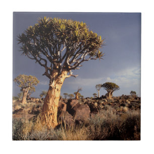 Azulejo Árboles de carcaj (Aloe Dichotoma)