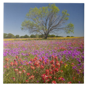 Azulejo Árboles de mezquite de primavera creciendo en flor