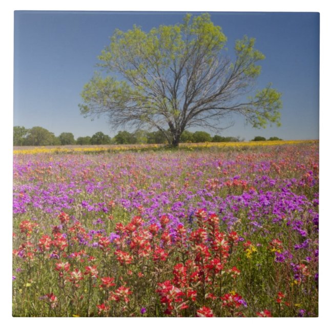 Azulejo Árboles de mezquite de primavera creciendo en flor (Frente)