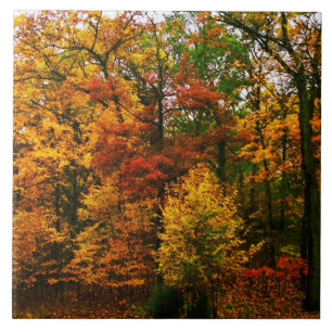 Azulejo Árboles Naranjas del otoño
