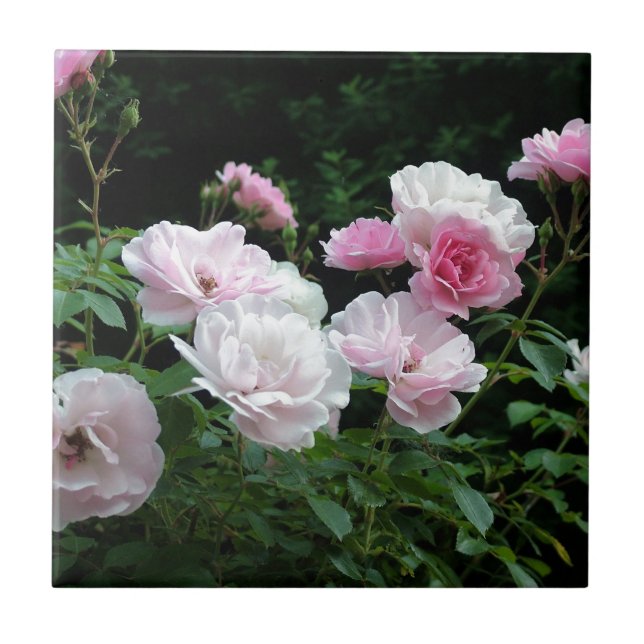 Azulejo arbustos de flores de rosa bonitas rosadas y blanc (Frente)