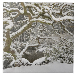 Azulejo Arce japonés cubierto de nieve