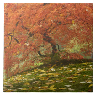 Azulejo Arce japonés en color de otoño