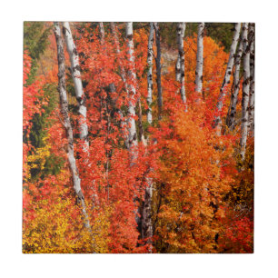 Azulejo Arce Rojo (Acer Rubra) Y Álamos Temblones