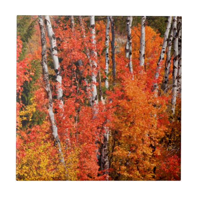 Azulejo Arce Rojo (Acer Rubra) Y Apenos (Frente)