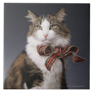 Azulejo Arco de la tela escocesa del gato de Tabby que