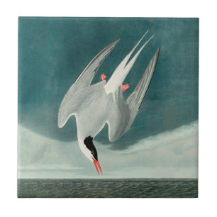 Azulejo Arctic Tern Audubon Pájaro Pintura de Vida Silvest